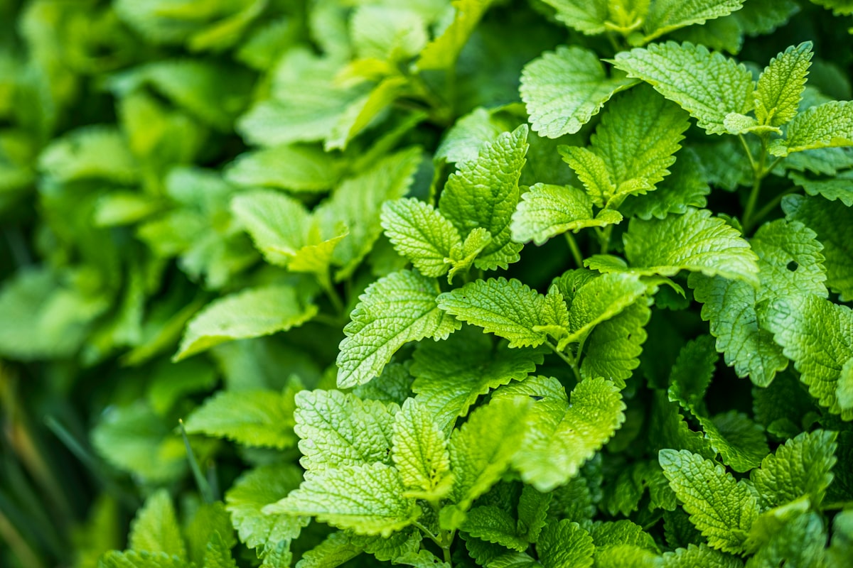 Herbal tea brewing with fresh ingredients