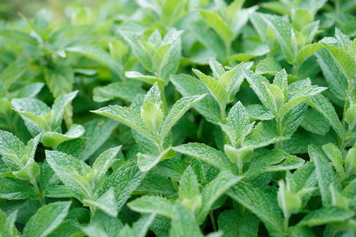 Ginger vitality tea recipe
