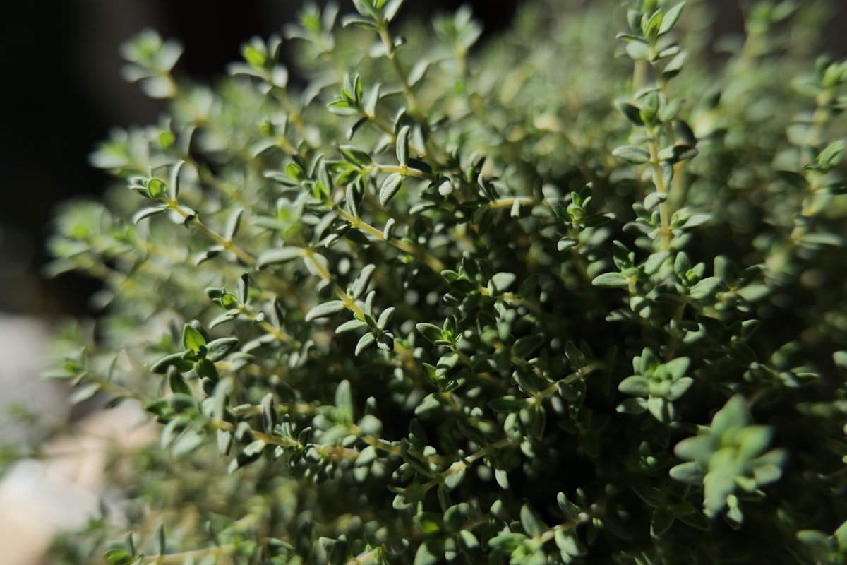 Brewing herbal tea